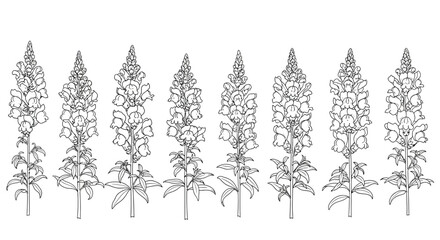Line art illustration of a row of tall lupine flowers