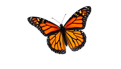 Fototapeta premium Vibrant monarch butterfly with open wings displaying bright orange and black patterns, showcasing natural beauty and delicate wing structure in vivid colors