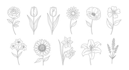 Collection of hand drawn botanical illustrations of various flowers and plants © Runa
