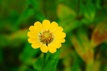Close-up of a yellow zinnia flower in full bloom with soft green background. Perfect for floral design, nature wallpapers, gardening visuals, eco-themed posters, and botanical education uses.
