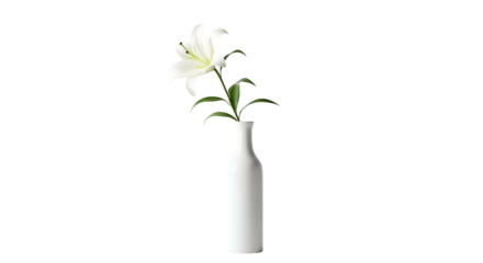 Simple white lily in a slender white vase on black background