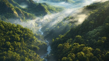 Aerial imagery of a forested mountain valley, showcasing dense trees, a flowing river, and morning mist
