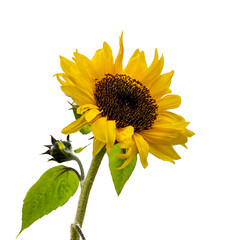 A bright yellow sunflower isolated on a white background symbolizing positivity, growth, and nature. Perfect for eco branding, skincare packaging, education posters, floral prints, and advertising.