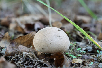 A Beautiful Mushroom is Growing Amidst the Fallen Leaves in the Nature of Autumn