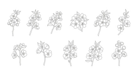 Collection of hand drawn cherry blossom branches isolated on white background