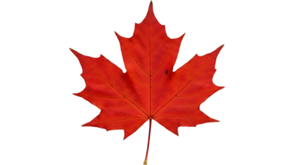 Bright red maple leaf isolated against a stark black background