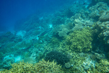 turtle underwater blue ocean sea surface reef