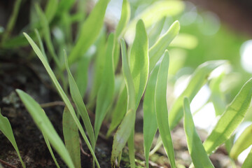 Macro Collection of Diverse Green and Yellow Wild Flora