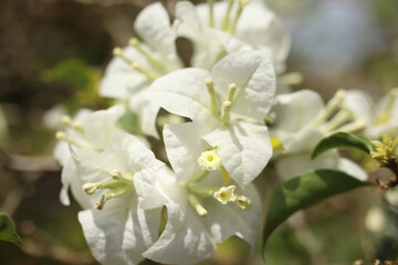 White Bougainvillea Flowers Blooming in Sunlight