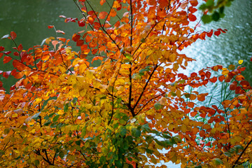 The beauty of autumn nature. The color of autumn leaves. Autumn background for your PC desktop.