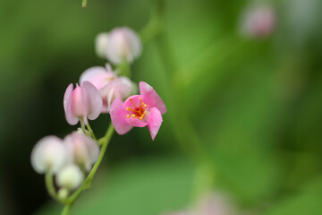 Cluster of Pink Coral Vine Flowers with Green Bokeh