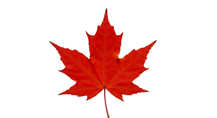 Vibrant, red maple leaf with defined veins against black backdrop