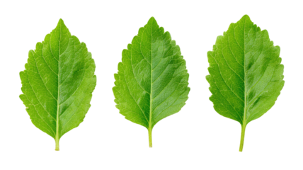 Leaves of holy basil with fresh green texture showing natural herbal plant and aromatic foliage isolated on white background