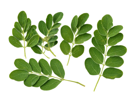 Close-up of several vibrant green leaves,  displaying intricate,  lobed shapes and  veins