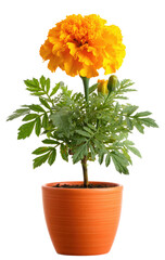 Vibrant orange marigold in terracotta pot.  Bright flower, healthy leaves, simple pot