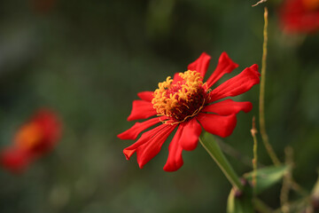 Close-up of a vibrant red Zinnia flower with yellow center blooming in a garden