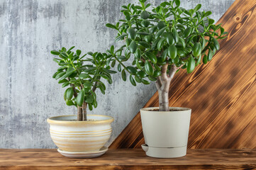 Succulent houseplant Crassula ovata in a pot on wooden desk on grey concrete background.