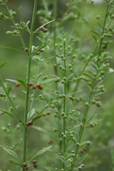 Naklejka premium Green Mugwort (Artemisia) Stalks with Small Budding Flowers