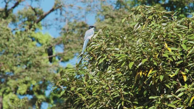飛び立つオナガ