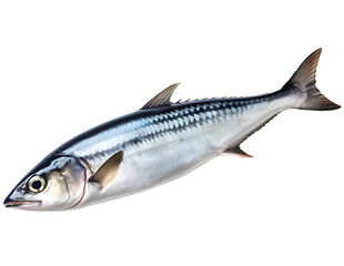 Obraz premium mackerel fish isolated background.