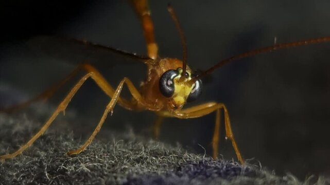 Indian Yellow-banded Leafroller Parasitoid Wasp, India