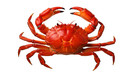 Bright red cooked crab with raised claws on a black background