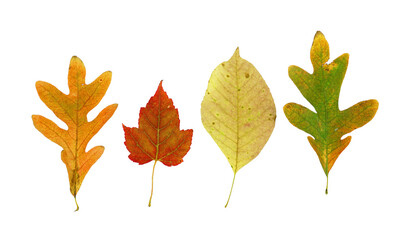 colorful autumn leaves isolated on white background