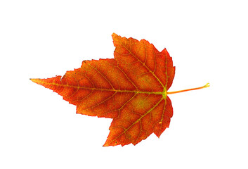 single real red maple leaf isolated on white background