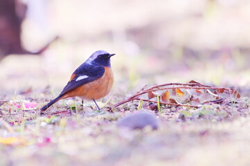 地面に降りて空を見上げるジョウビタキ