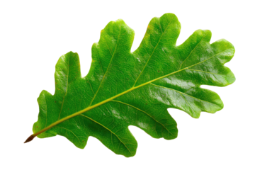 Close-up of a vibrant green oak leaf, sharply defined against a black background.  The leaf's lobes are distinctly visible, showcasing its characteristic shape.  