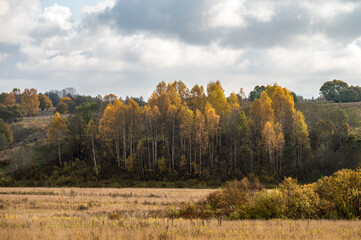 Birch grove on a hilly plain in autumn colours.