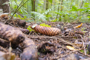 Pine cones scattered on the autumn forest floor among fallen leaves. The scene captures the textures, colors, and natural beauty of the woodland, symbolizing seasonal change and forest life.