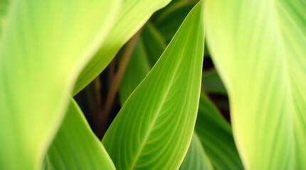 Obraz premium Close up shot of vibrant green tropical plant leaves with visible veins and soft lighting creating a natural and serene atmosphere