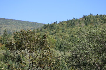 Autumn forested mountain under cloudless sky