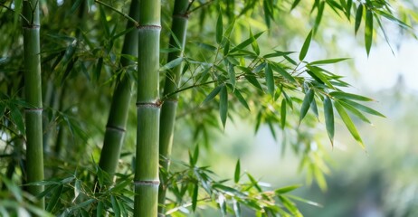 Naklejka premium Tall green bamboo stalks and leaves grow in a forest.