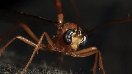 Indian Yellow-banded Leafroller Parasitoid Wasp, India