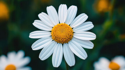 Fototapeta premium Close-up shot of a vibrant daisy with white petals and a yellow center against blurry greenery