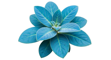 Blue-tinted leafy plant, symmetrical and isolated on black
