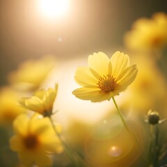 Radiant Yellow Cosmos Flowers in a Sunlit Meadow.