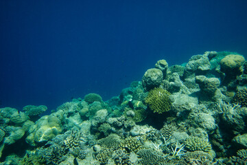 Fototapeta premium underwater blue ocean surface reef swim 