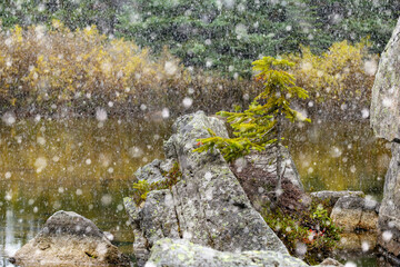 First snow at the mountain lake and a tree growing on rocks.