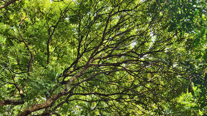 Fototapeta premium low angle view of tree branches with lots of green leaves during the day in tropical countries