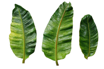 Close-up of three large, tropical leaves.  Distinctly veined, with a glossy, slightly yellow-green hue.  Dark reddish-brown margins.  Leaves are arranged vertically, isolated on a black background