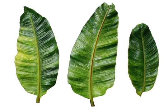 Close-up of three large, tropical leaves.  Distinctly veined, with a glossy, slightly yellow-green hue.  Dark reddish-brown margins.  Leaves are arranged vertically, isolated on a black background