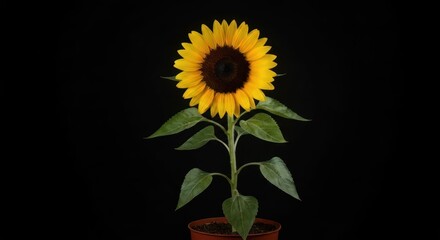Obraz premium Single sunflower in pot against black (1)