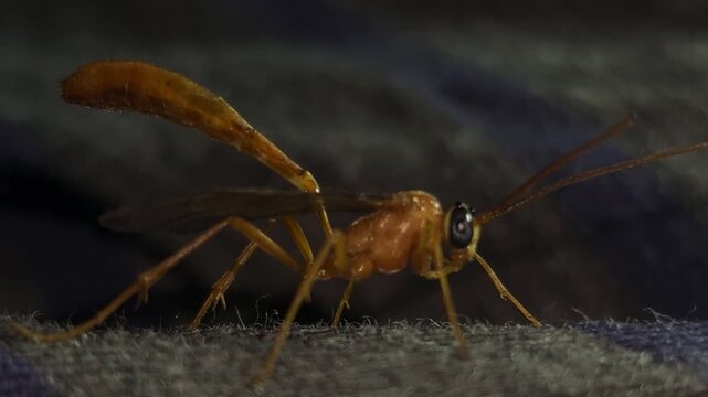 Indian Yellow-banded Leafroller Parasitoid Wasp, India