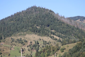Forested mountain slope with grassy areas and trees © Діма Осташук
