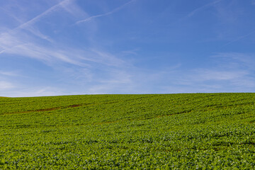 Soft rolling hills form gentle landscape contours beneath a clear blue sky. Natural lines shape the terrain, creating a calm rural scene that reflects openness, harmony, and untouched countryside beau