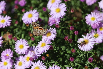 Clouded yellow butterfly on purple aster flower