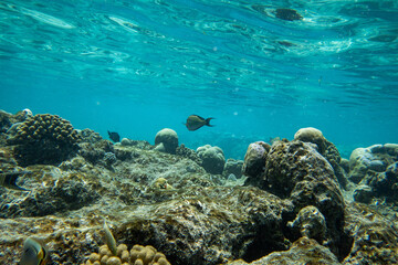 Fototapeta premium underwater blue ocean surface reef swim 